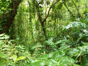 in-the-jungle-the-mighty-jungle-oahu-united-states+1152_12856892296-tpfil02aw-3551